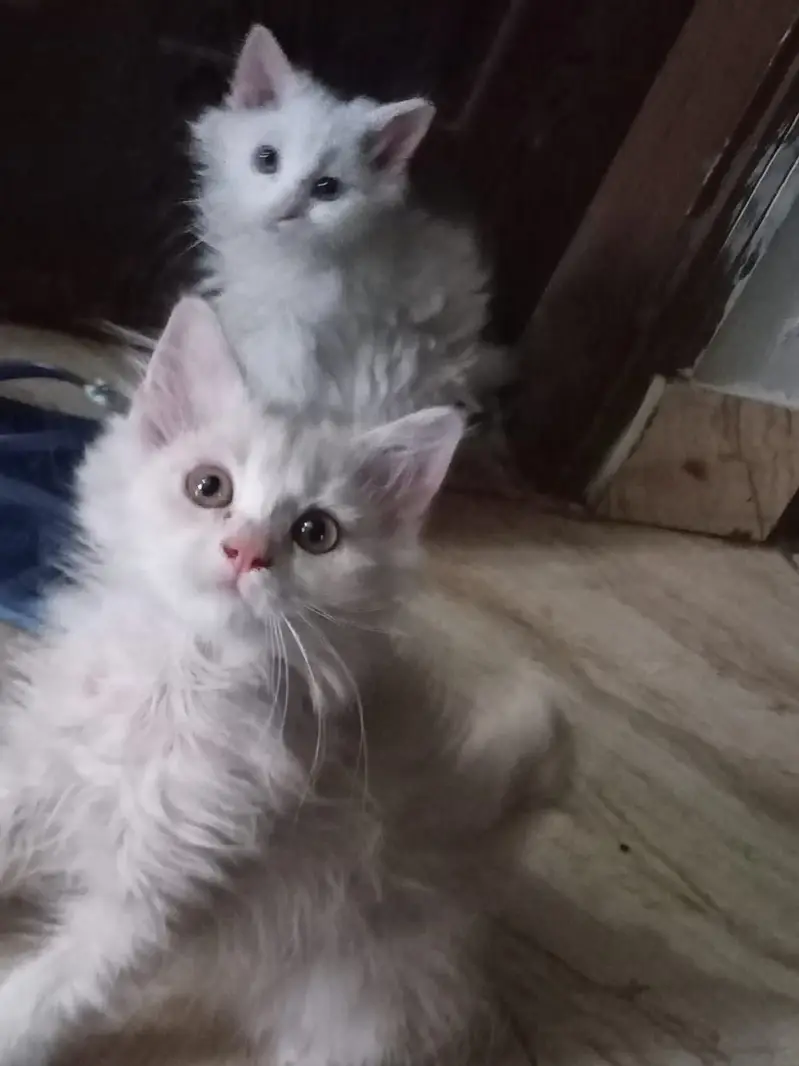 3 kittens for sale — photo 8