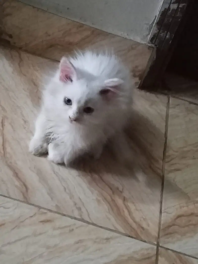 3 kittens for sale — photo 9