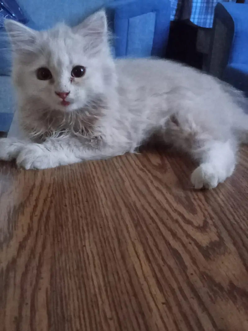 3 kittens for sale — photo 10