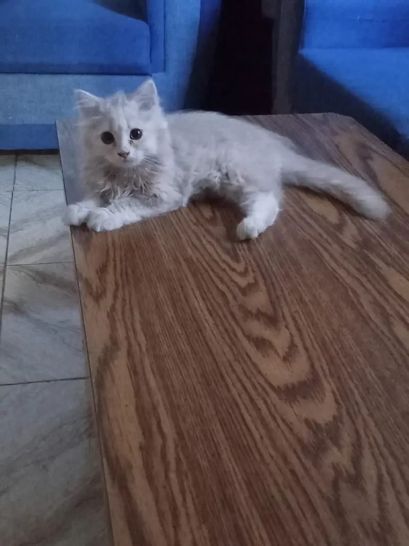 3 kittens for sale — photo 11