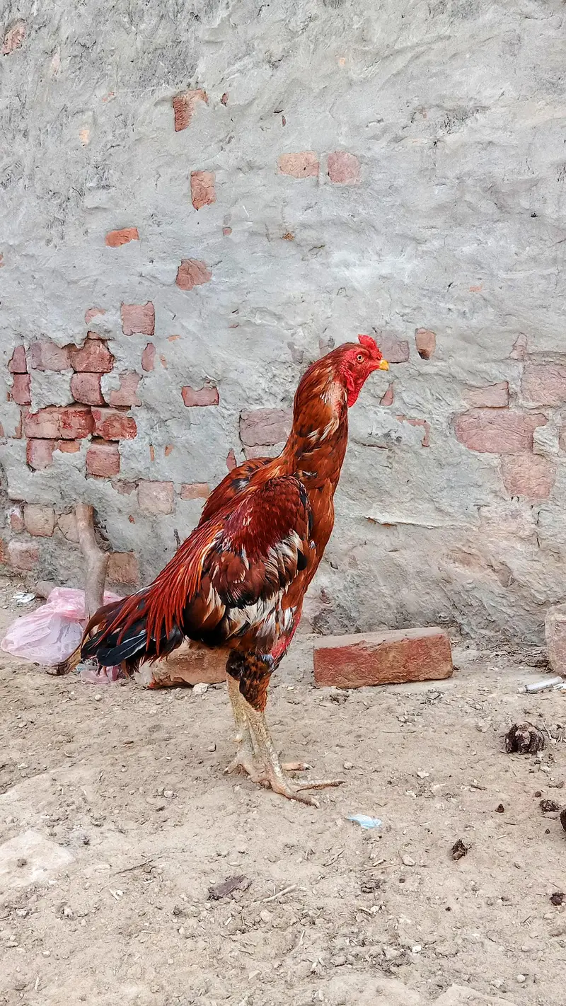 Aseel murga — photo 3