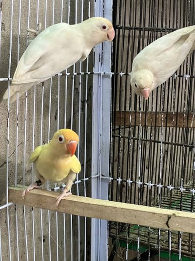 Females up for sale