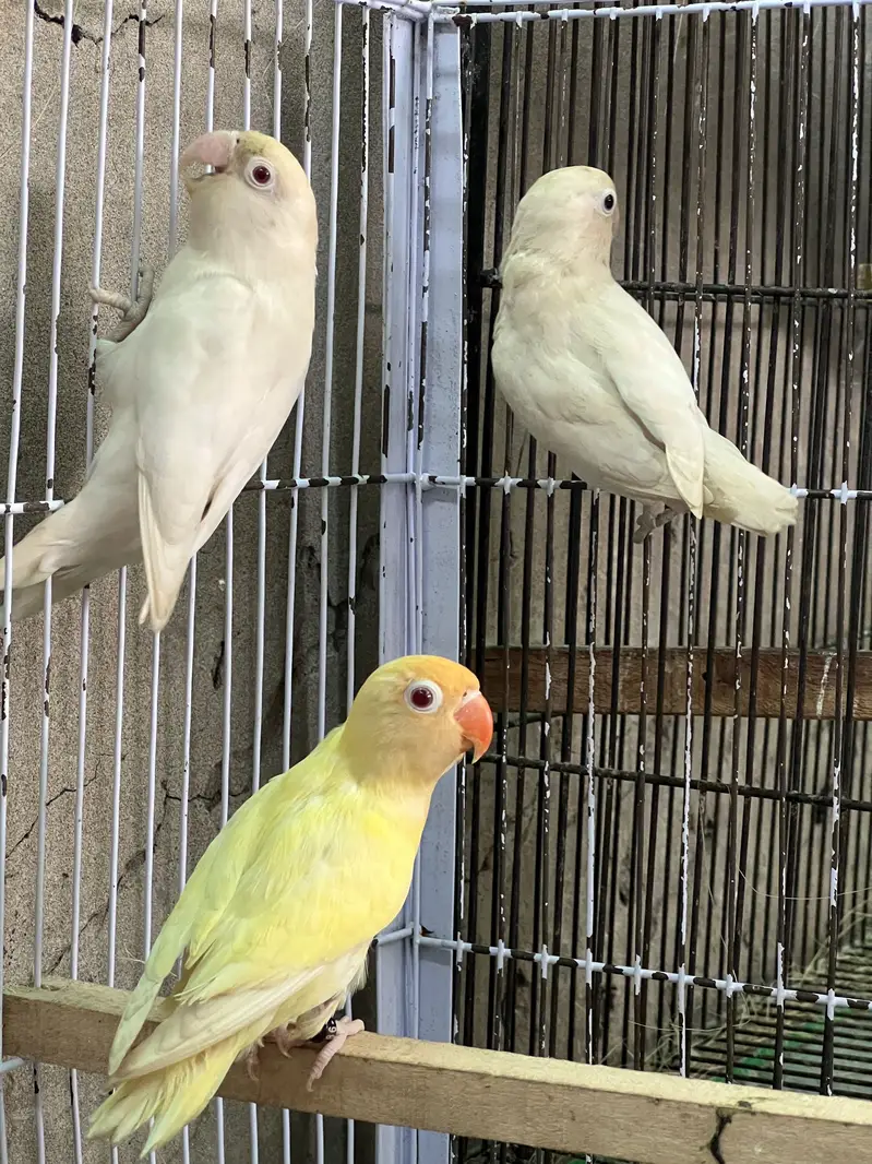 Females up for sale — photo 2