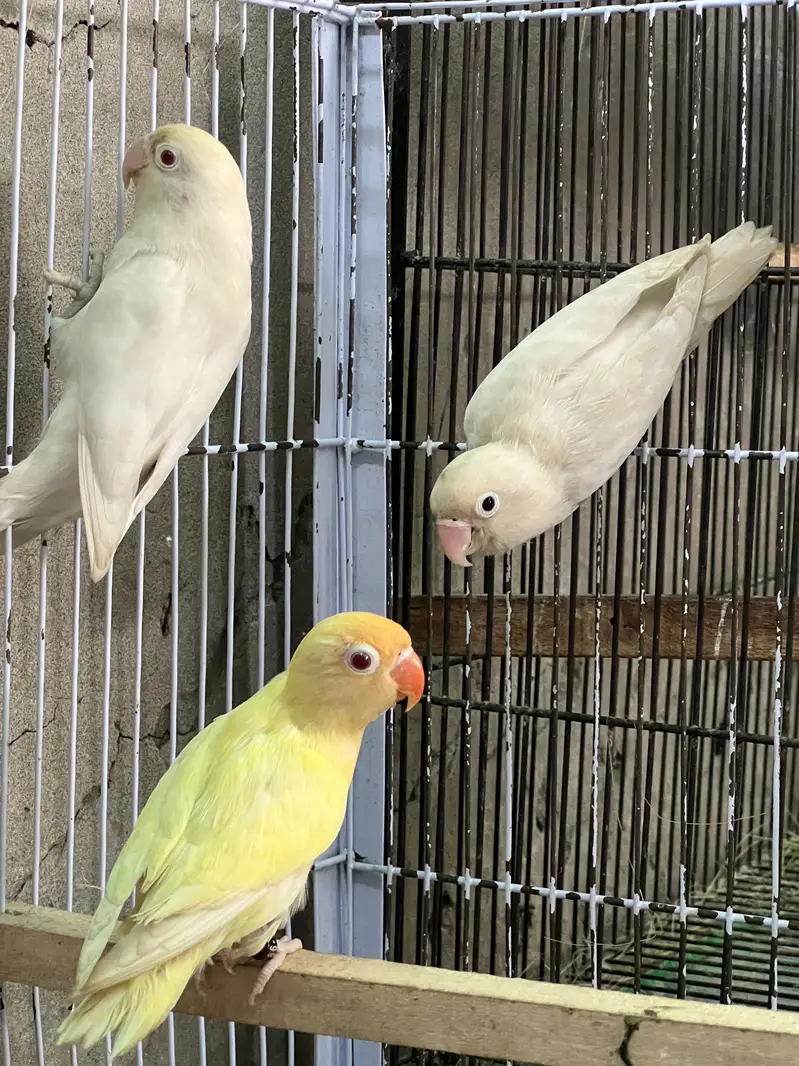 Females up for sale — photo 3