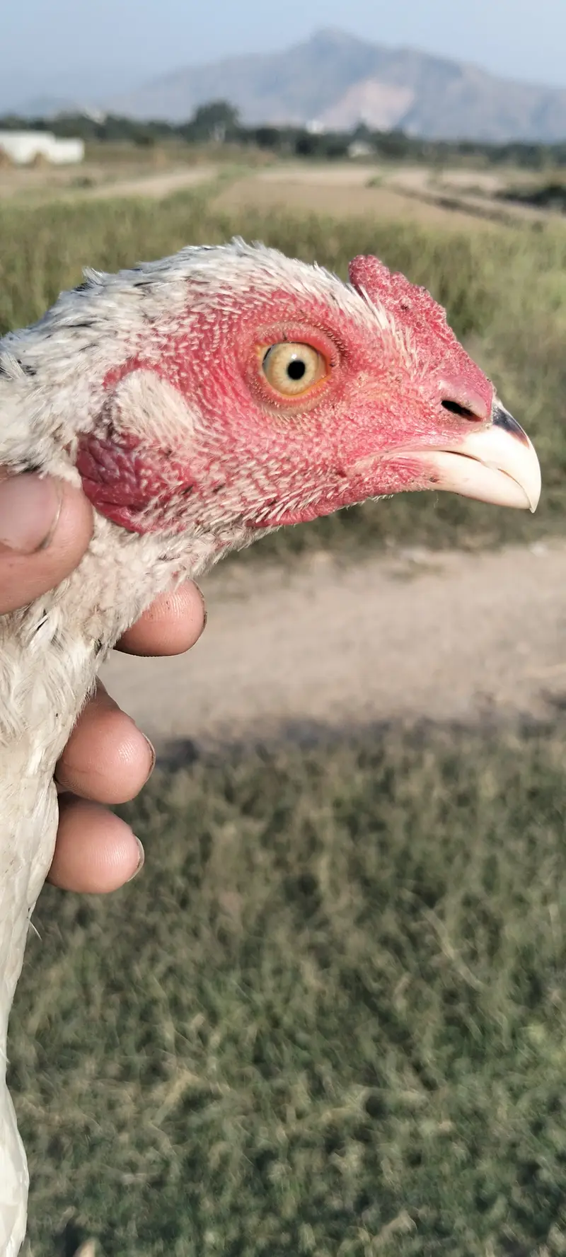 aseel  home breed quality pathy — photo 2