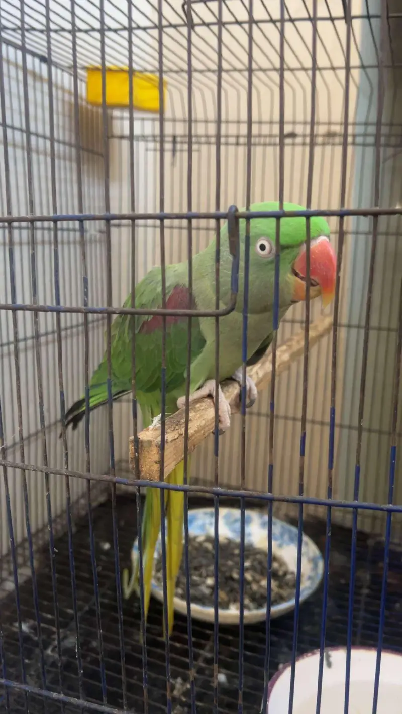 Parrot for Sale — photo 4