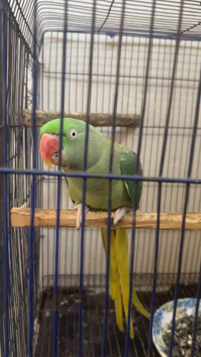 Parrot for Sale