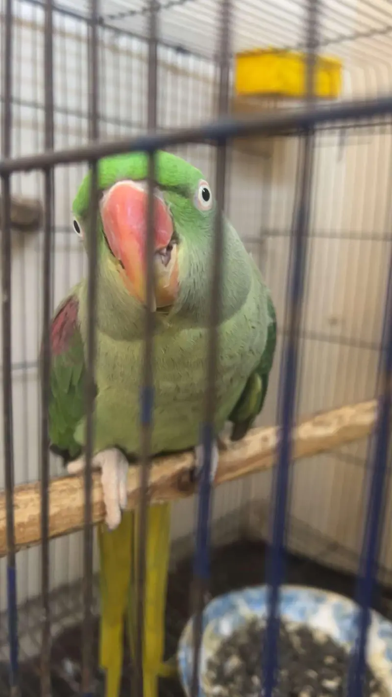 Parrot for Sale — photo 2
