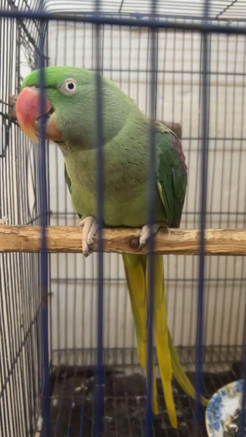 Parrot for Sale — photo 3