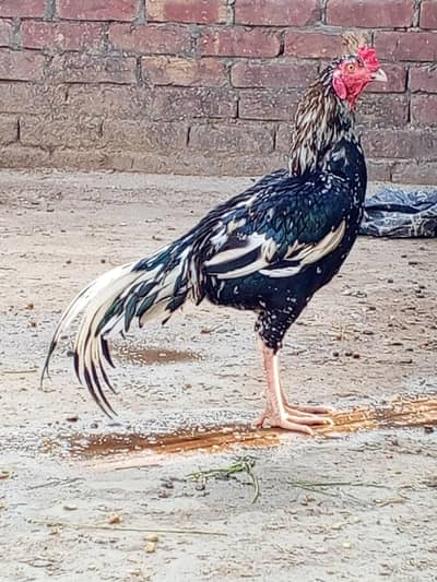 Aseel lasani cross cheena murga 03008076142