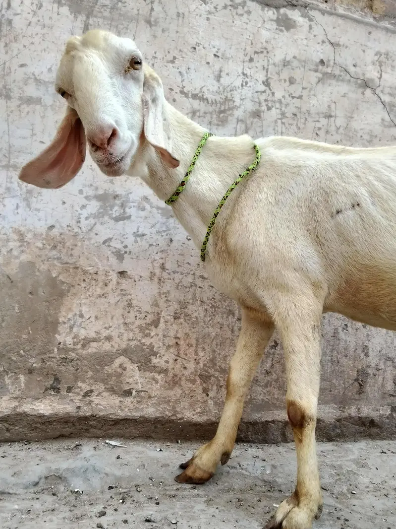 mash Allah — photo 4