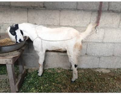 goat male MASHAALLAH healthy and active bny wali chezz h 26inch hight