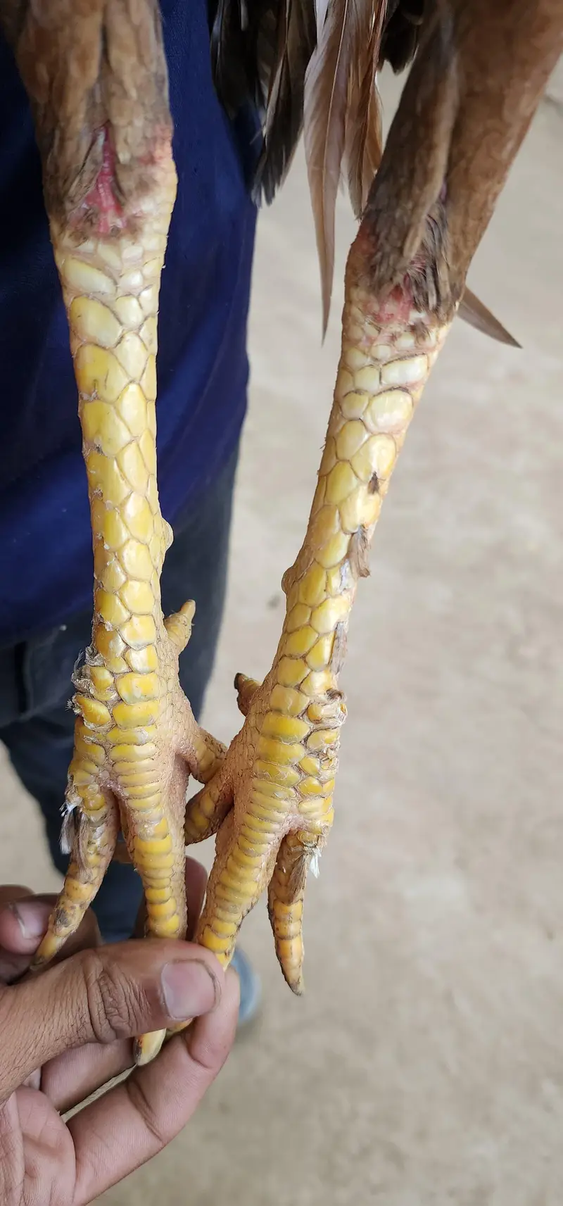 Long hight ptha — photo 5
