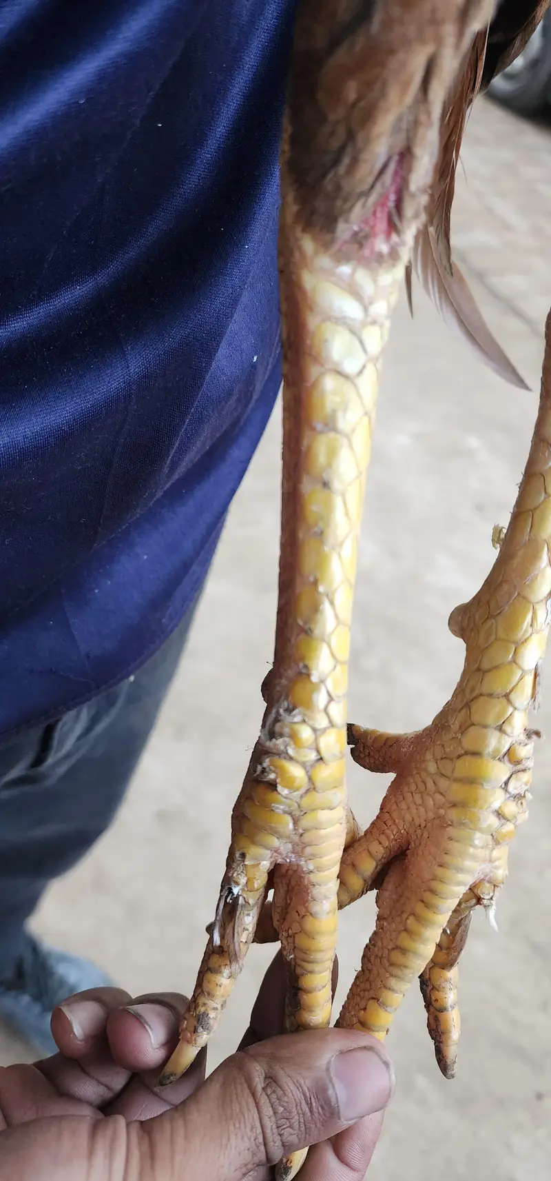 Long hight ptha — photo 6