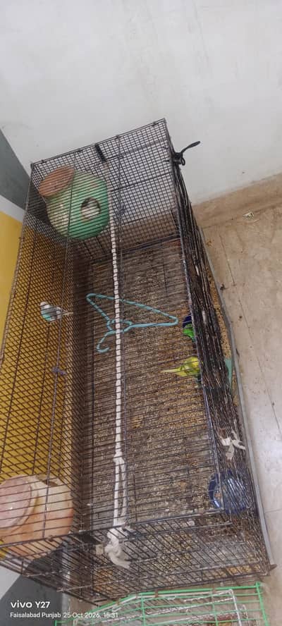 3 Australian parrots 2 love birds white and 1 cage big size for sale