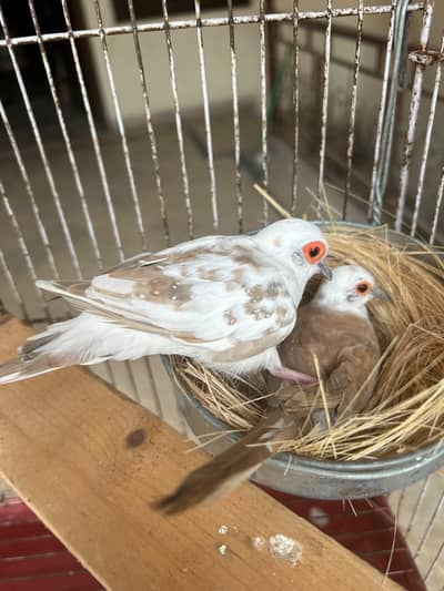 breeder pair with eggs