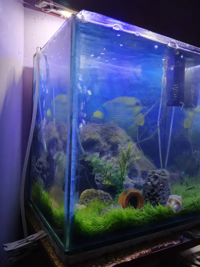 Fish tank with decorations