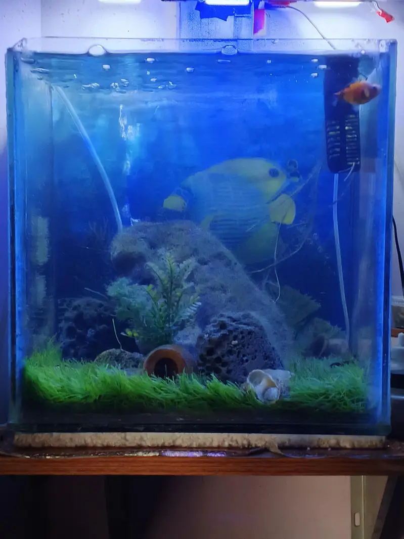 Fish tank with decorations — photo 2