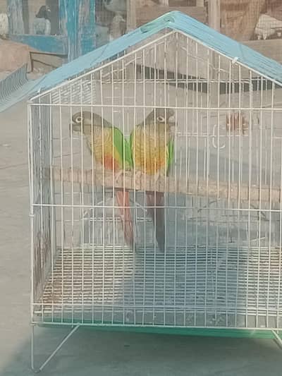 breeder pair yellow sided Conor with DNA