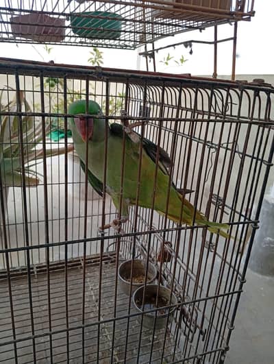 Raw Pair, Ringneck Pair, Boxes And Cages For Sale.