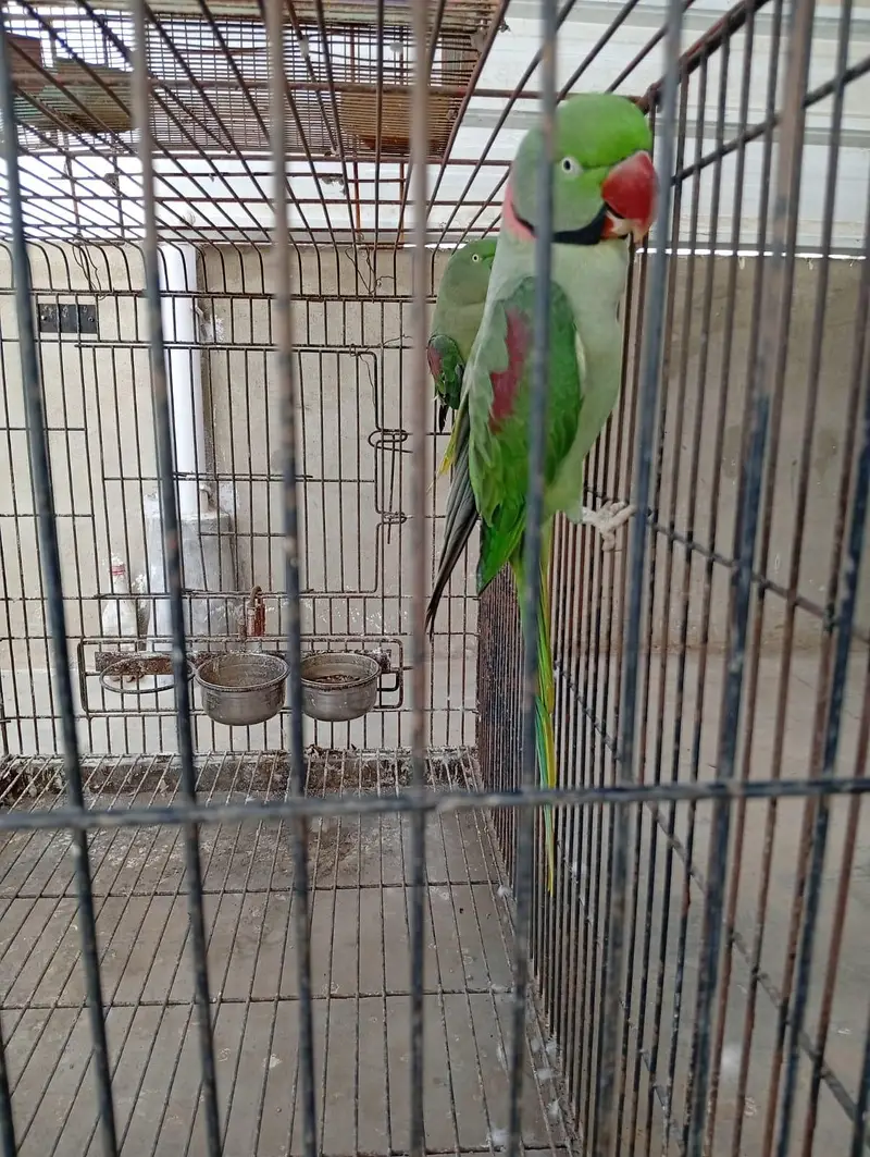 Raw Pair For Sale, Boxes And Cages For Sale. — photo 2