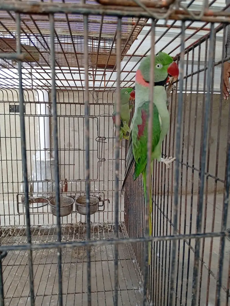 Raw Pair For Sale, Boxes And Cages For Sale. — photo 4