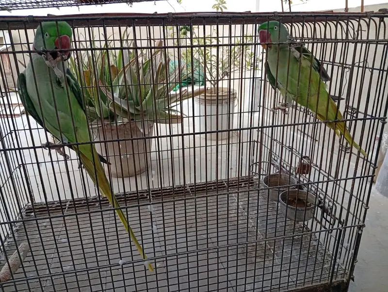 Raw Pair For Sale, Boxes And Cages For Sale. — photo 5
