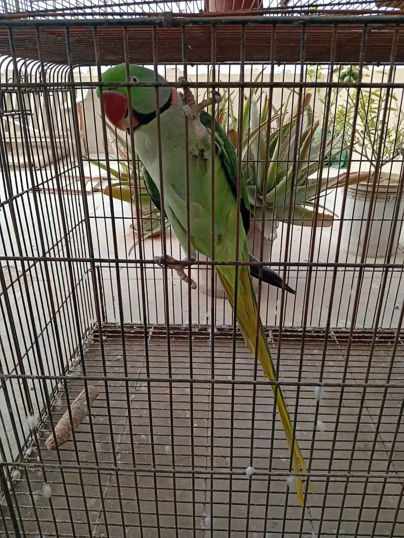 Raw Pair For Sale, Boxes And Cages For Sale. — photo 6