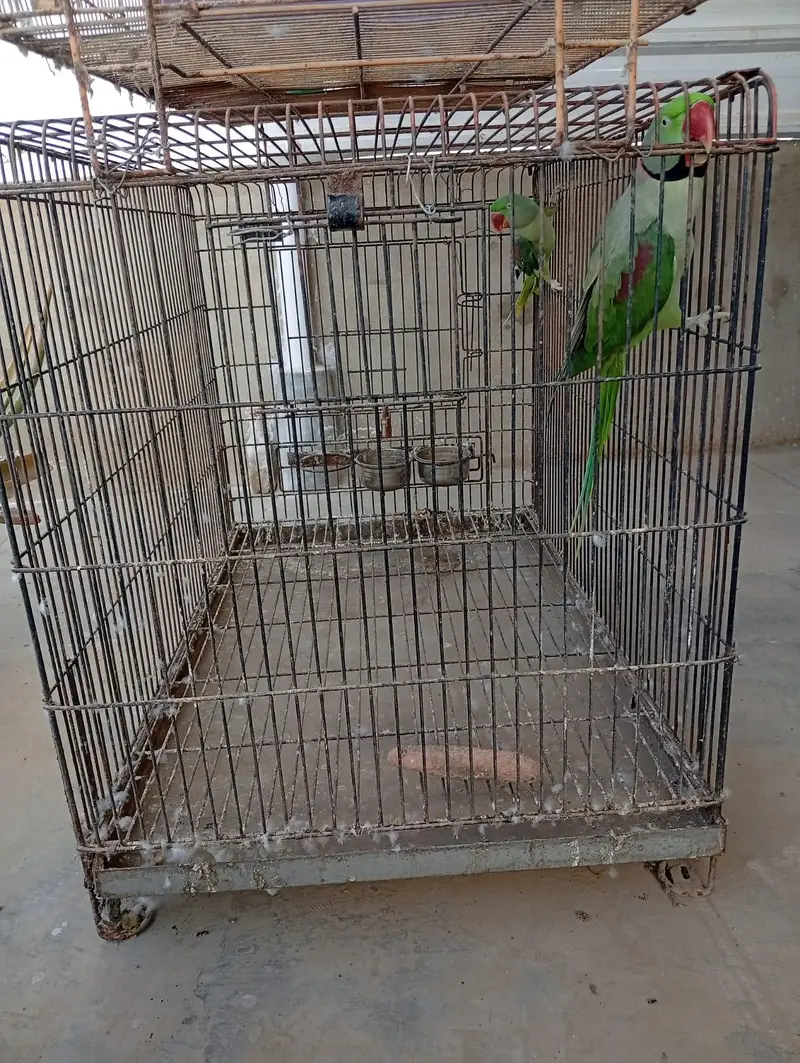 Raw Pair For Sale, Boxes And Cages For Sale. — photo 7