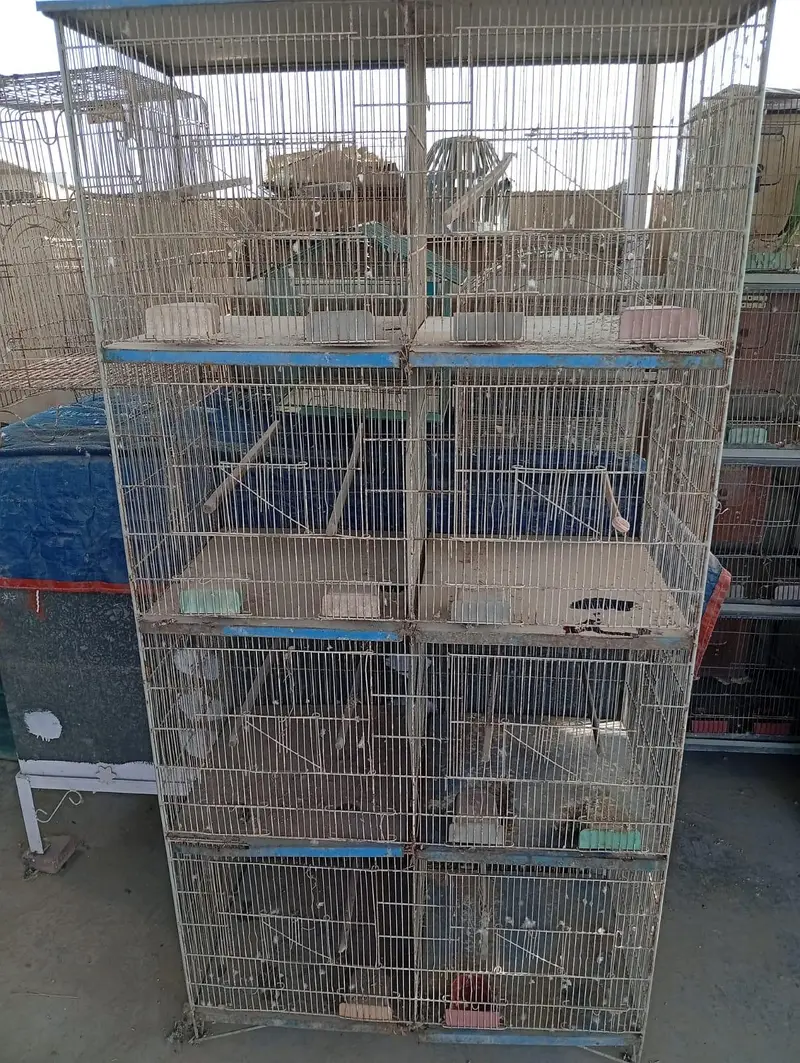 Raw Pair For Sale, Boxes And Cages For Sale. — photo 8