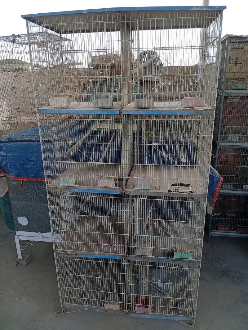 Raw Pair For Sale, Boxes And Cages For Sale. — photo 9