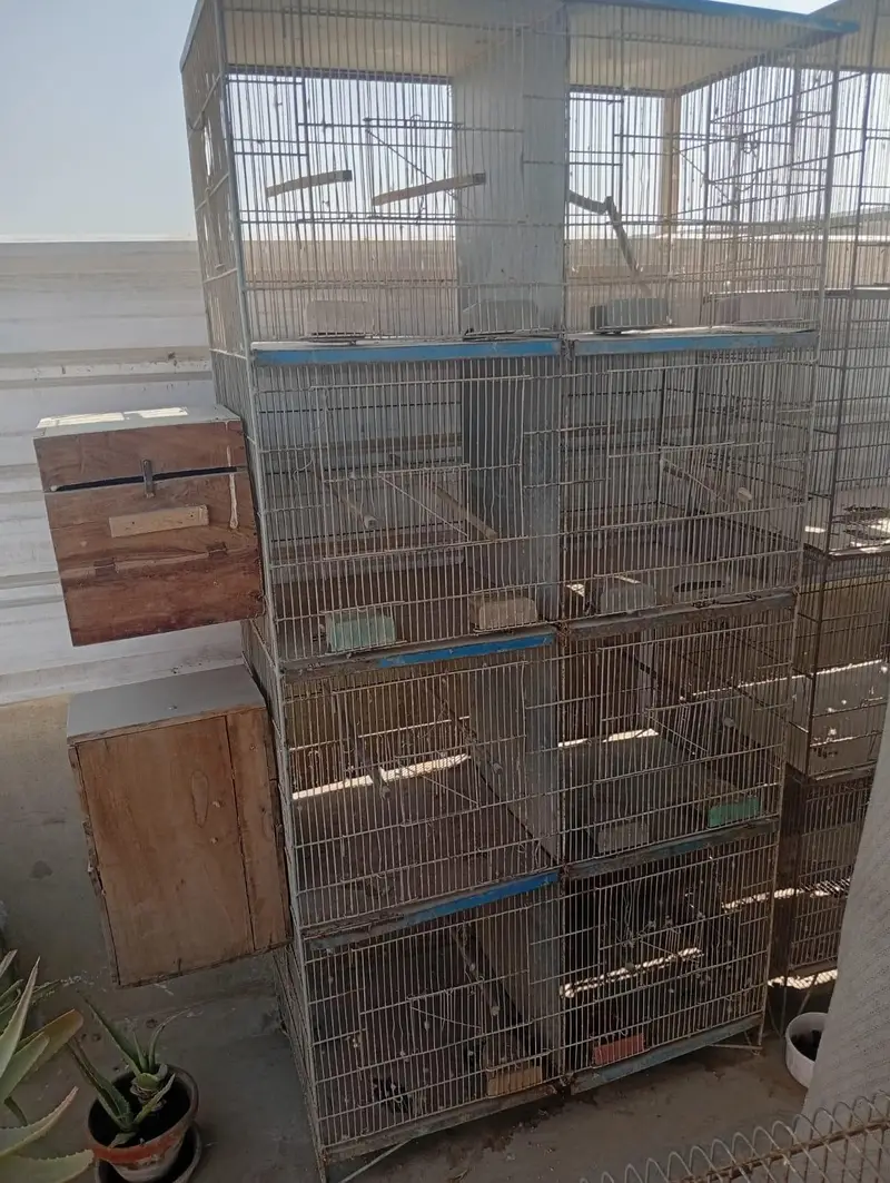 Raw Pair For Sale, Boxes And Cages For Sale. — photo 11