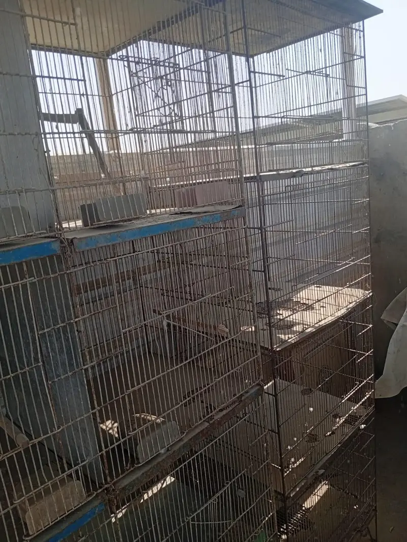 Raw Pair For Sale, Boxes And Cages For Sale. — photo 12