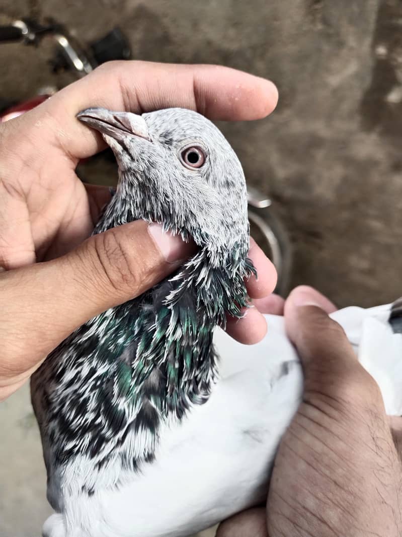 outstanding kabutar 1