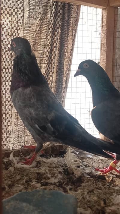 heera jora for sale