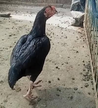 Aseel amrohi aur sahiwal 03008076142