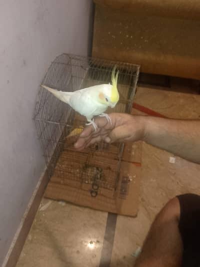 hand tame, whistling cocktail