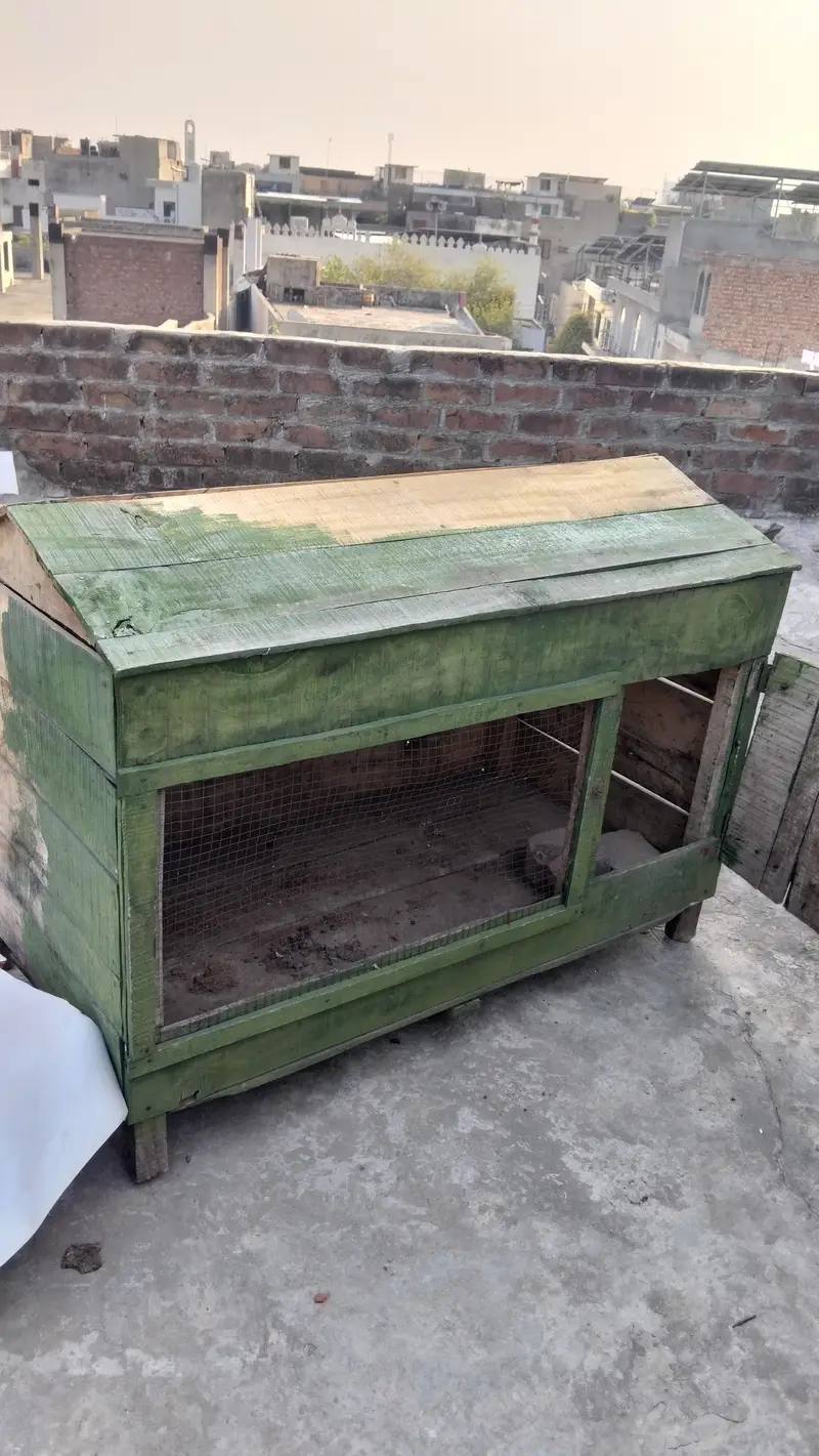 Aseel hens house big cage for hens — photo 4