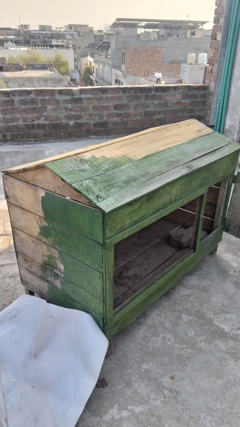 Aseel hens house big cage for hens — photo 5