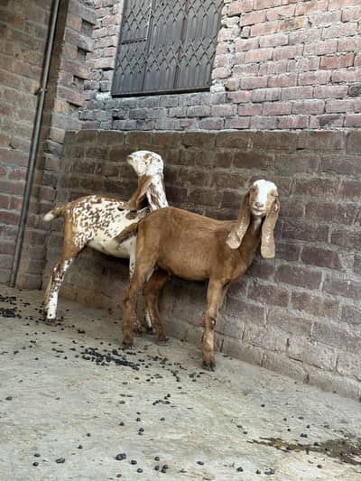 Male Female Quality wali Breed ha Mother Pic is Attached
