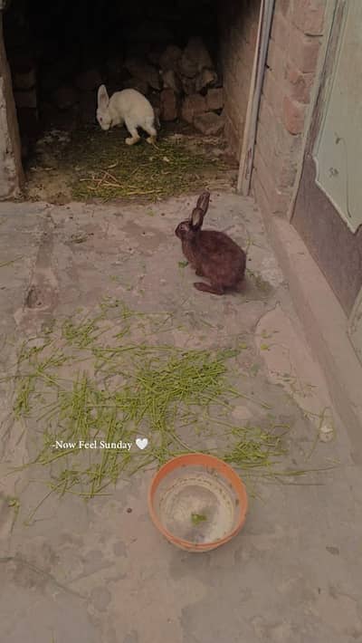 Rabbit