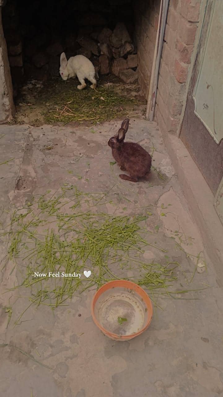 Rabbit 0