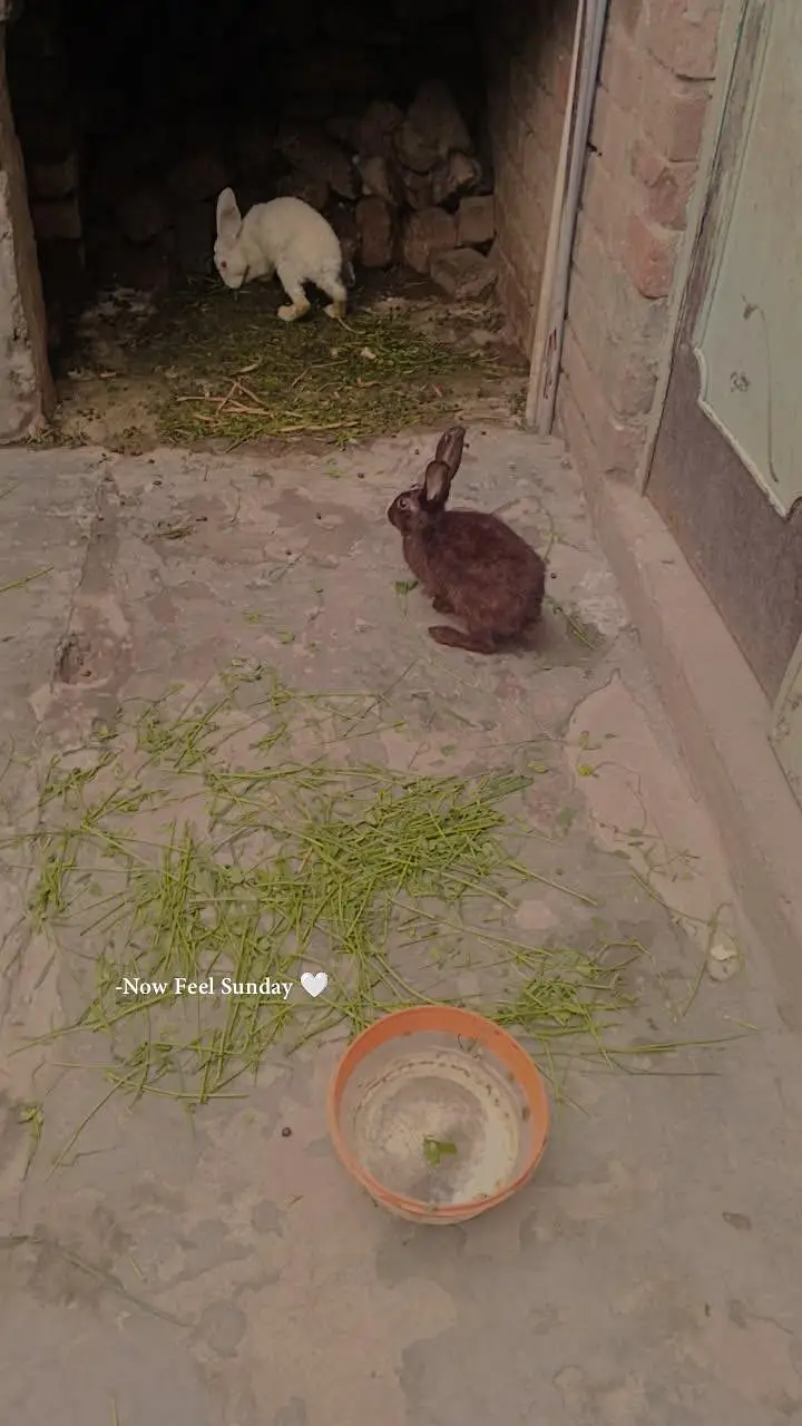 Rabbit