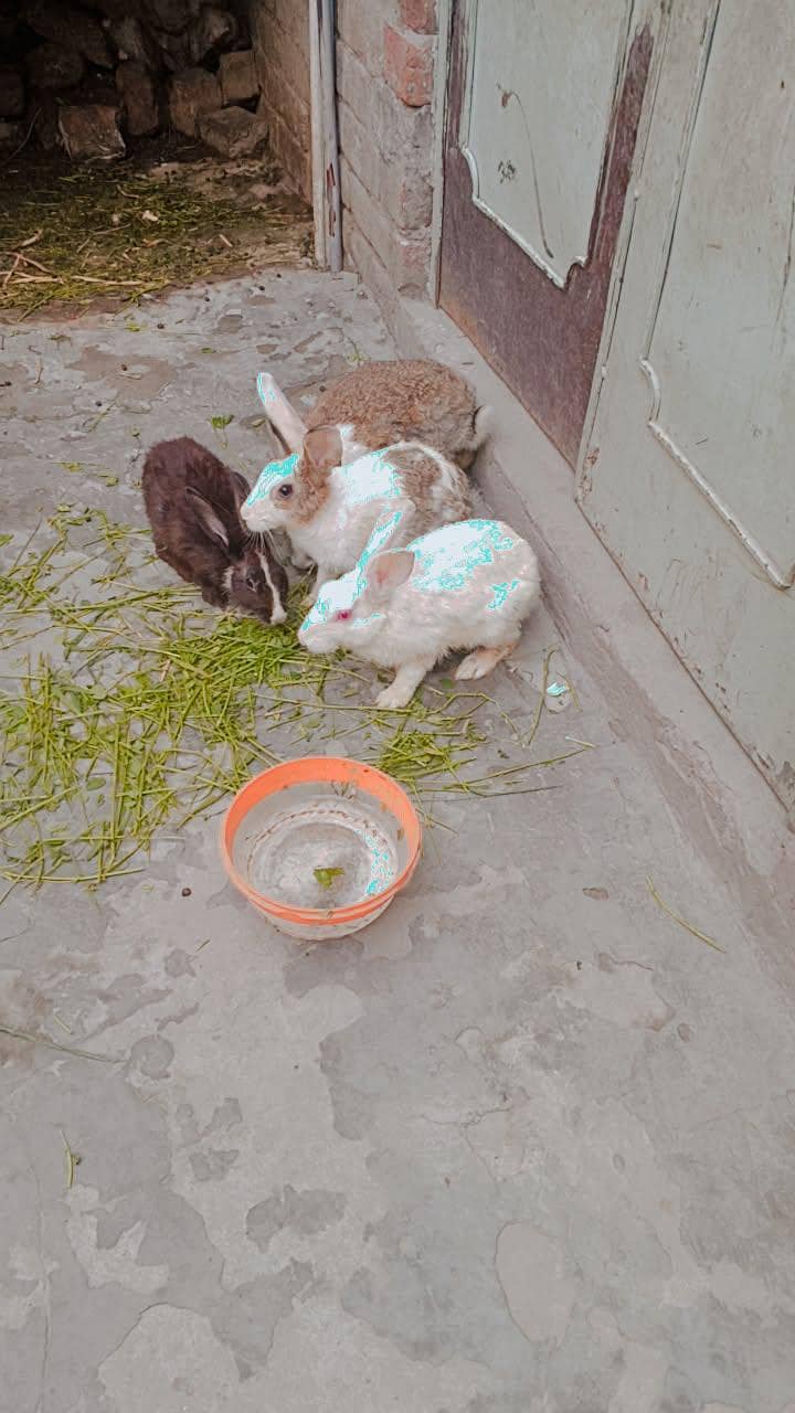 Rabbit 1