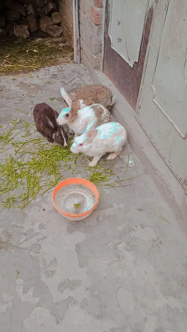 Rabbit — photo 2