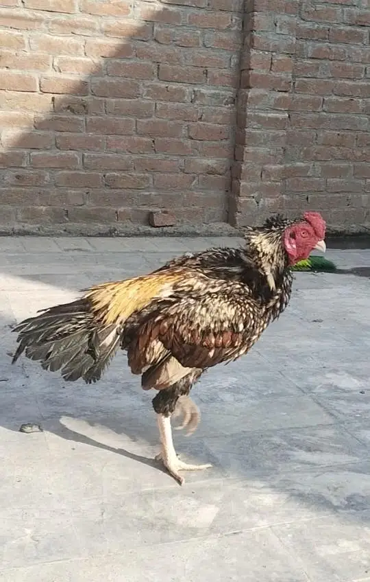 aseel murgha — photo 3