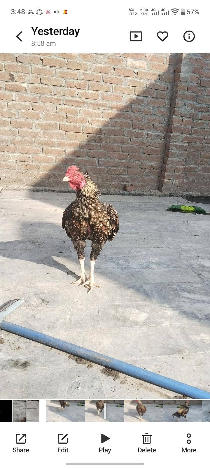 aseel murgha 3