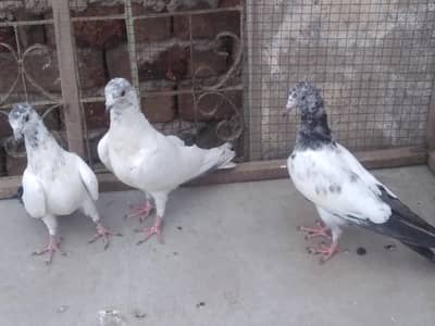 High Flying Pathy for Sale