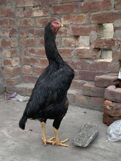 Premium Quality Black Shamo breeder hen
