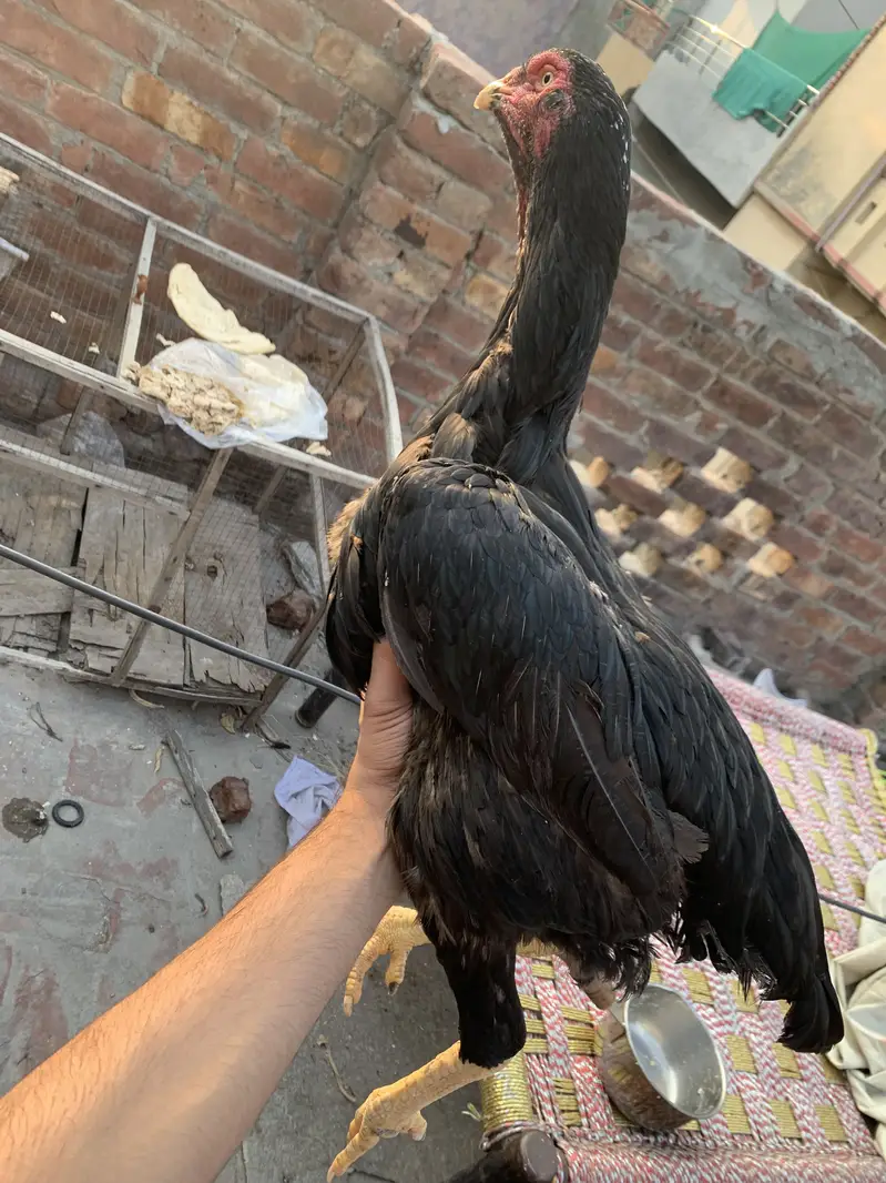 Premium Quality Black Shamo breeder hen — photo 2